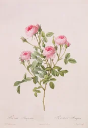 Rosa pomponia, engraved by Langlois, from Les Roses, 1817-24